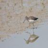 Green Sandpiper
